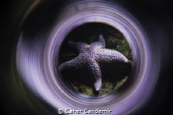 Purple Seastar by Caner Candemir 